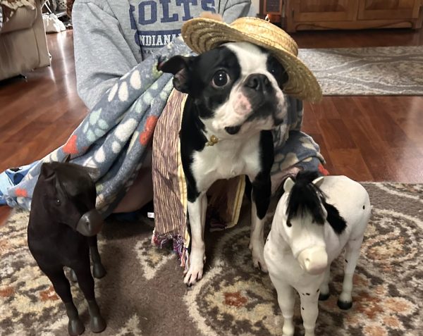 Kaya (Dog Version)