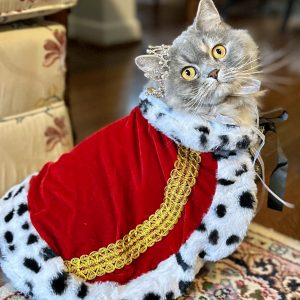 Kaya (Cat Version)