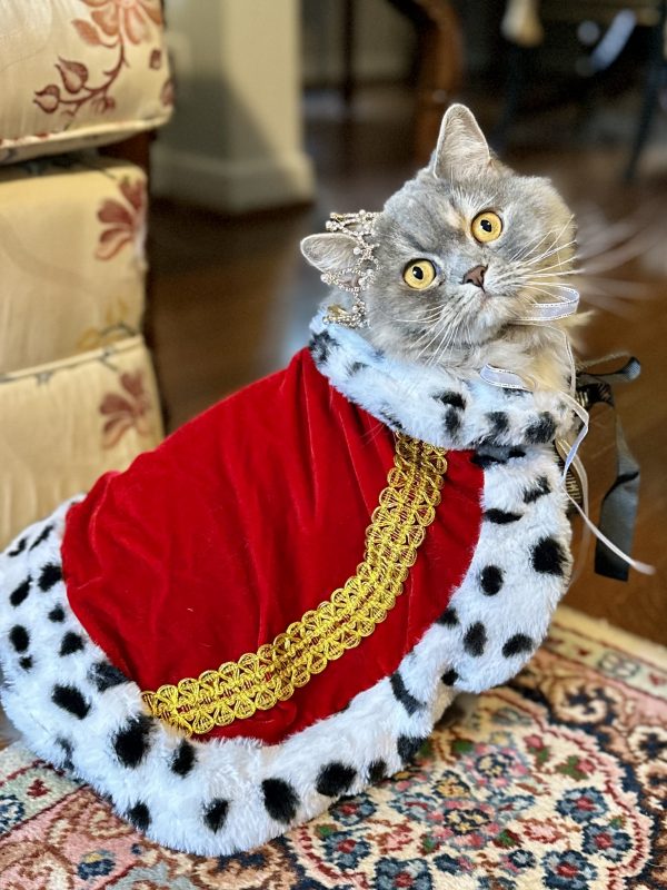 Kaya (Cat Version)