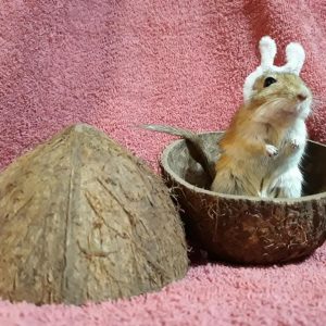 Peanut