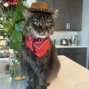 Bandit