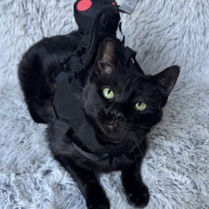Bartok